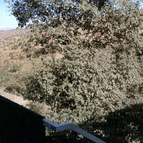 Resort Eutopia, Shimla - Traveller Photo